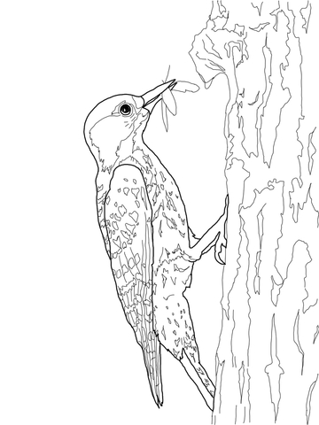 Red Cockaded Woodpecker Coloring Page